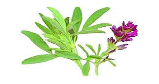 خواص یونجه برای انسان ؛ فواید یونجه خشک شده برای بدن انسان خواص یونجه برای انسان ؛ فواید یونجه خشک شده برای بدن انسان