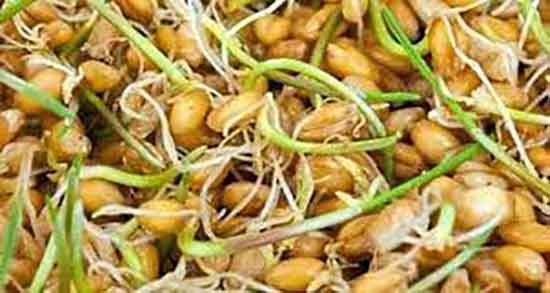 خواص یونجه برای انسان و فواید یونجه خشک شده برای انسان خواص یونجه برای انسان ؛ فواید یونجه خشک شده برای انسان