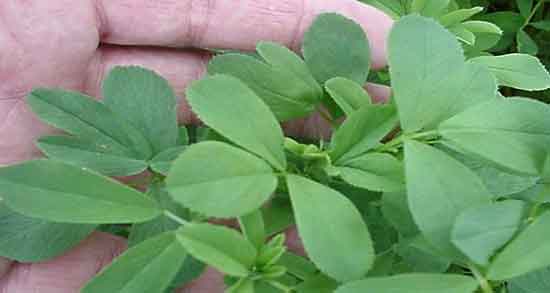 خواص یونجه برای بدن انسان ؛ فواید جوانه یونجه برای چاقی صورت خواص یونجه برای بدن انسان ؛ فواید جوانه یونجه برای چاقی صورت