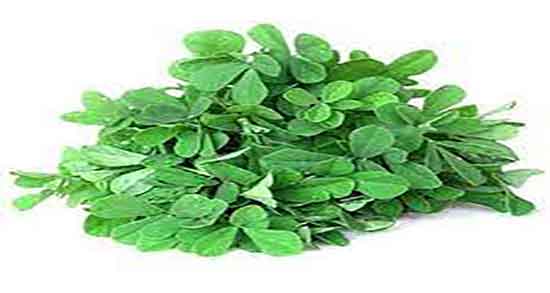 خواص یونجه برای دام و خاصیت مصرف یونجه خشک شده برای دام خواص یونجه برای دام ؛ خاصیت مصرف یونجه خشک شده برای دام