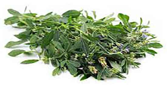 خواص یونجه برای دیابت ؛ فواید مصرف یونجه برای درمان قند خون خواص یونجه برای دیابت ؛ فواید مصرف یونجه برای درمان قند خون