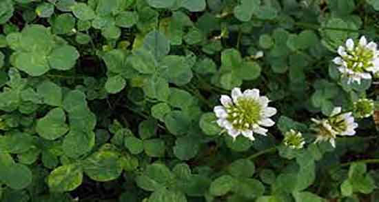 خواص یونجه برای زخم معده و فواید مصرف یونجه برای درمان زخم معده خواص یونجه برای زخم معده ؛ فواید مصرف یونجه برای درمان زخم معده