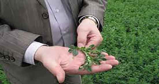 خواص یونجه برای سرطان ؛ فواید مصرف یونجه برای سرطان پوست خواص یونجه برای سرطان ؛ فواید مصرف یونجه برای سرطان پوست