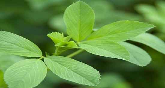 خواص یونجه برای مرغ تخمگذار و پرورش مرغ تخمگذار در مزرعه یونجه خواص یونجه برای مرغ تخمگذار ؛ پرورش مرغ تخمگذار در مزرعه یونجه