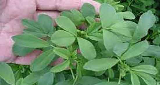 خواص یونجه برای مرغ و فواید مصرف یونجه برای غذای مرغ عشق خواص یونجه برای مرغ ؛ فواید مصرف یونجه برای غذای مرغ عشق