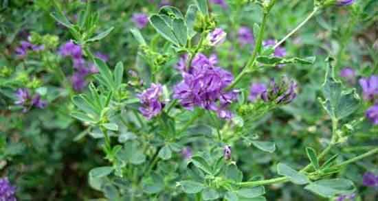 خواص یونجه برای چاقی و فواید مصرف یونجه برای چاقی کودکان خواص یونجه برای چاقی ؛ فواید مصرف یونجه برای چاقی کودکان