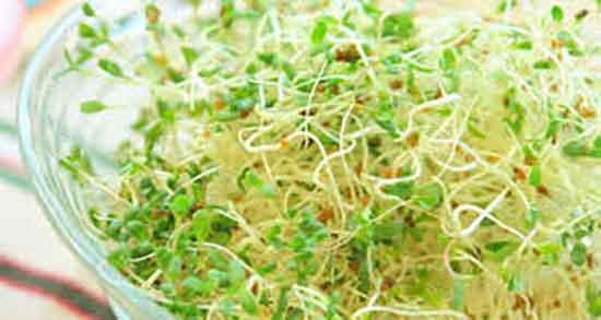 خواص یونجه در بارداری ؛ مصرف جوانه یونجه در دوران بارداری چیست خواص یونجه در بارداری ؛ مصرف جوانه یونجه در دوران بارداری چیست