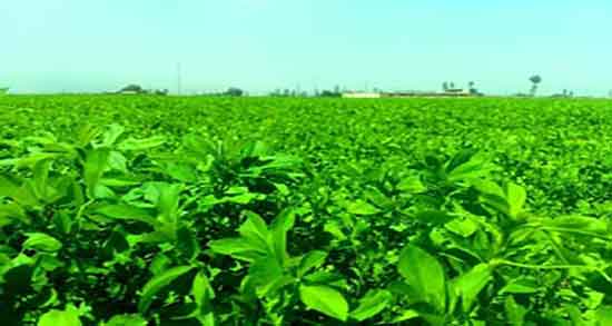 خواص یونجه در دام و مقدار مصرف یونجه برای گاو و گوسفند چقدره خواص یونجه در دام ؛ مقدار مصرف یونجه برای گاو و گوسفند چقدره