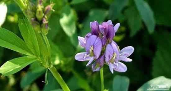 خواص یونجه در طب اسلامی ؛ فواید عرق یونجه از نظر طب اسلامی خواص یونجه در طب اسلامی ؛ فواید عرق یونجه از نظر طب اسلامی