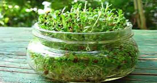 خواص یونجه در طب سنتی و فواید مصرف یونجه از نظر طب سنتی چیست خواص یونجه در طب سنتی ؛ فواید مصرف یونجه از نظر طب سنتی چیست