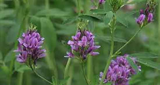 خواص یونجه و شبدر و فواید مصرف عسل یونجه و شبدر برای پوست خواص یونجه و شبدر ؛ فواید مصرف عسل یونجه و شبدر برای پوست