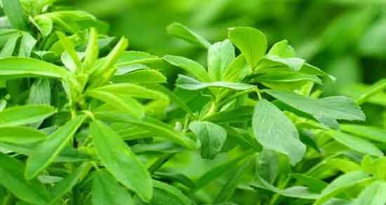 خواص یونجه و ماست و فواید مصرف جوانه یونجه برای چاقی بدن خواص یونجه و ماست ؛ فواید مصرف جوانه یونجه برای چاقی بدن