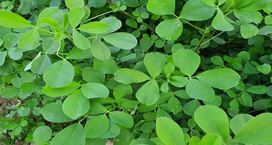 خواص یونجه وحشی و فواید مصرف یونجه وحشی برای کبد چرب خواص یونجه وحشی ؛ فواید مصرف یونجه وحشی برای کبد چرب