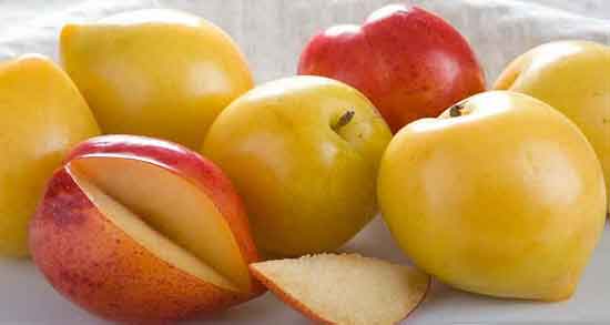 خوردن آلو زرد در دوران بارداری و فواید درمانی مصرف آلو زرد برای زن باردار خوردن آلو زرد در دوران بارداری ؛ فواید درمانی مصرف آلو زرد برای زن باردار