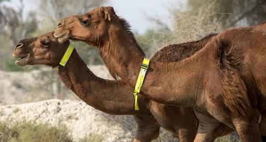 خوردن ادرار شتر در اسلام ؛ نوشیدن ادرار شتر برای درمان کدام بیماری مفید است خوردن ادرار شتر در اسلام ؛ نوشیدن ادرار شتر برای درمان کدام بیماری مفید است