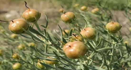 خوردن اسپند ؛ آشنایی با فواید خوردن اسپند و خواص درمانی که برای سلامتی دارد خوردن اسپند ؛ آشنایی با فواید خوردن اسپند و خواص درمانی که برای سلامتی دارد
