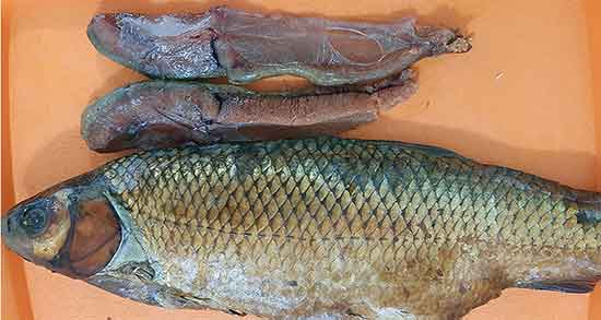 خوردن اشپل ماهی در دوران شیردهی و فواید مصرف اشپل ماهی چیست خوردن اشپل ماهی در دوران شیردهی ؛ فواید مصرف اشپل ماهی چیست