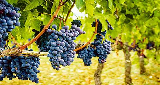 خوردن انگور در شب باعث لاغری می شود و با رژیم انگور چند کیلو کم میکنید خوردن انگور در شب باعث لاغری می شود ؛ با رژیم انگور چند کیلو کم میکنید