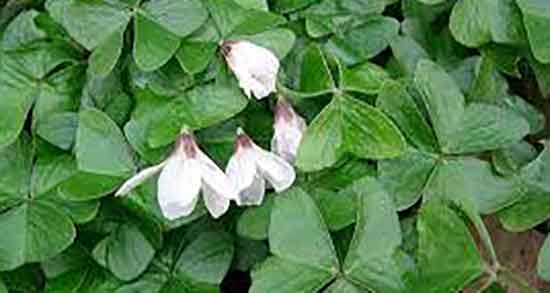 خوردن ترشک در بارداری و خاصیت ترشک برای زنان در دوران بارداری خوردن ترشک در بارداری ؛ خاصیت ترشک برای زنان در دوران بارداری