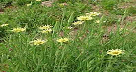 خوردن شنگ در بارداری و مصرف گیاه شنگ در دوران بارداری زنان خوردن شنگ در بارداری ؛ مصرف گیاه شنگ در دوران بارداری زنان