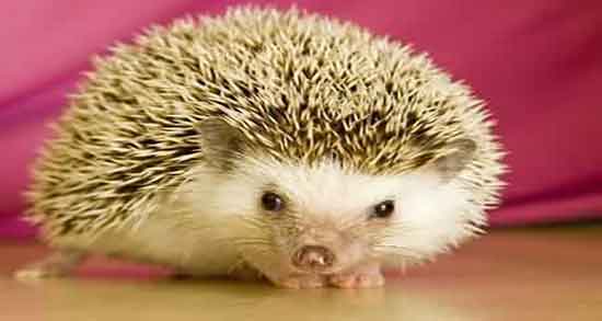 خوردن گوشت جوجه تیغی و خوردن گوشت جوجه تیغی چه فوایدی دارد خوردن گوشت جوج تیغی ؛ خوردن گوشت جوجه تیغی چه فوایدی دارد