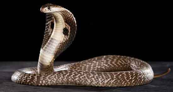 خوردن گوشت مار چه حکمی دارد و حکم خوردن گوشت مار چیست؟ خوردن گوشت مار چه حکمی دارد ؛ حکم خوردن گوشت مار چیست؟