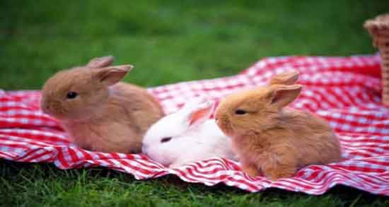 خون خرگوش برای آسم ؛ درمان بیماری اسم با مصرف خون خرگوش خون خرگوش برای آسم ؛ درمان بیماری اسم با مصرف خون خرگوش