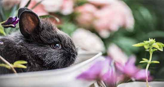 خون خرگوش برای لک صورت و فواید ماسک خون خرگوش برای لک صورت خون خرگوش برای لک صورت ؛ فواید ماسک خون خرگوش برای لک صورت