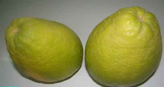 دارابی و کلسترول و خاصیت خوردن دارابی برای کاهش کلسترول دارابی و کلسترول ؛ خاصیت خوردن دارابی برای کاهش کلسترول