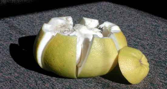 دارابی و گریپ فروت و مقایسه خواص و ارزش غذایی دارابی و گریپ فروت دارابی و گریپ فروت ؛ مقایسه خواص و ارزش غذایی دارابی و گریپ فروت