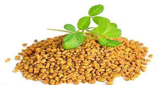 دانه شنبلیله برای دیابت و دستور استفاده از دانه شنبلیله برای قند خون دانه شنبلیله برای دیابت ؛ دستور استفاده از دانه شنبلیله برای قند خون