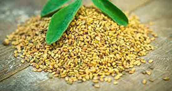 دانه شنبلیله و ریزش مو و استفاده از دانه شنبلیله برای ریزش موی سر دانه شنبلیله و ریزش مو ؛ استفاده از دانه شنبلیله برای ریزش موی سر