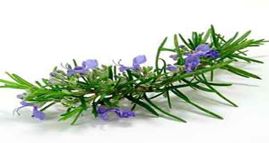 در مورد خواص اکلیل کوهی و خاصیت مصرف اکلیل کوهی برای پوست در مورد خواص اکلیل کوهی ؛ خاصیت مصرف اکلیل کوهی برای پوست