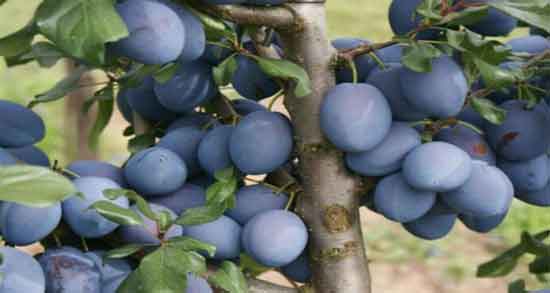 درخت آلو برقانی و همه چیز درباره مشخصات و ویژگی های درخت آلو برقانی درخت آلو برقانی ؛ همه چیز درباره مشخصات و ویژگی های درخت آلو برقانی