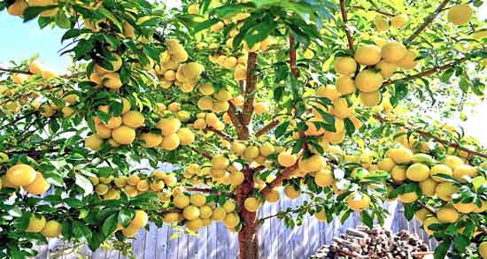 درخت آلو قطره طلا و آشنایی با ویژگی های درخت آلو قطره طلا درخت آلو قطره طلا ؛ آشنایی با ویژگی های درخت آلو قطره طلا