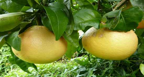 درخت دارابی و آشنایی با مضخصات و ویژگی های درخت دارابی درخت دارابی ؛ آشنایی با مضخصات و ویژگی های درخت دارابی