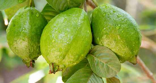 درخت گواوا (زیتون بندری) و آشنایی کامل با درخت میوه گواوا یا زیتون بندری درخت گواوا (زیتون بندری) ؛ آشنایی کامل با درخت میوه گواوا یا زیتون بندری