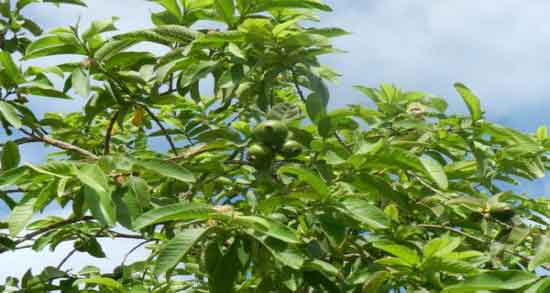 درخت گواوا و اطلاعاتی کامل درباره درخت گواوا درخت گواوا ؛ اطلاعاتی کامل درباره درخت گواوا