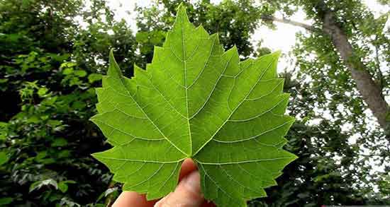 دلیل اشک مو در انگور و علت ریختن اشک مو در انگور چیست دلیل اشک مو در انگور ؛ علت ریختن اشک مو در انگور چیست