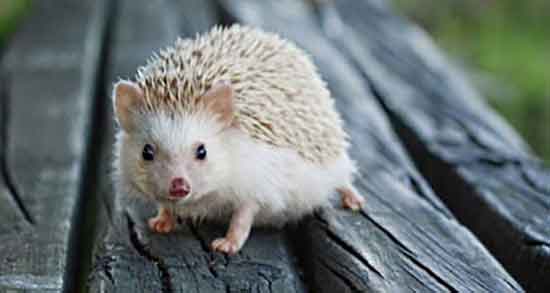 دلیل حرمت گوشت جوجه تیغی و علت حرمت گوشت جوجه تیغی در قران دلیل حرمت گوشت جوجه تیغی ؛ علت حرمت گوشت جوجه تیغی در قران