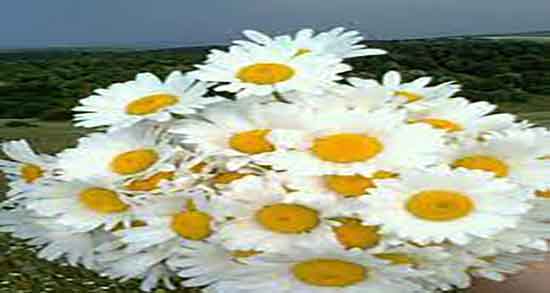 دمنوش بابونه برای فشار خون ؛ دمنوش بابونه باعث فشار خون میشه دمنوش بابونه برای فشار خون ؛ دمنوش بابونه باعث فشار خون میشه