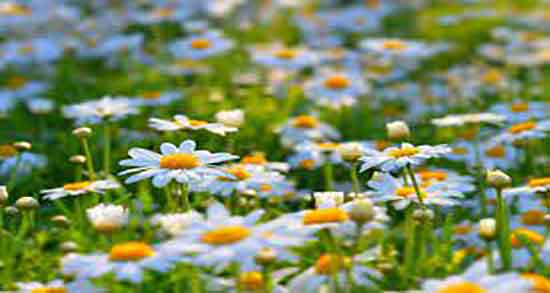 دمنوش بابونه برای کودکان ؛ دمنوش بابونه برای خواب کودک دمنوش بابونه برای کودکان ؛ دمنوش بابونه برای خواب کودک