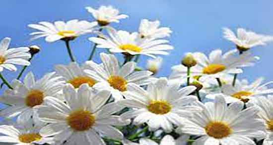 دمنوش بابونه و به لیمو ؛ فواید دمنوش بابونه و به لیمو و بهار نارنج دمنوش بابونه و به لیمو ؛ فواید دمنوش بابونه و به لیمو و بهار نارنج