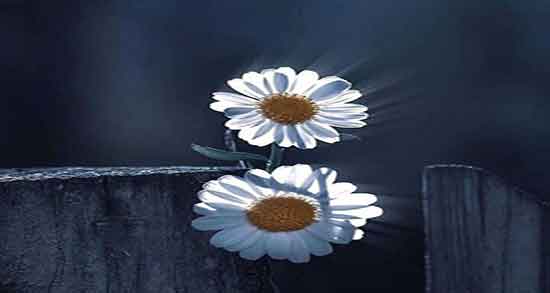 دمنوش بابونه و دارچین ؛ خاصیت دمنوش بابونه و دارچین و آویشن دمنوش بابونه و دارچین ؛ خاصیت دمنوش بابونه و دارچین و آویشن