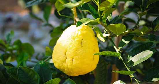 دمنوش بالنگ و بارهنگ و تقویت سیستم ایمنی بدن با خوردن دمنوش بالنگ و بارهنگ دمنوش بالنگ و بارهنگ ؛ تقویت سیستم ایمنی بدن با خوردن دمنوش بالنگ و بارهنگ