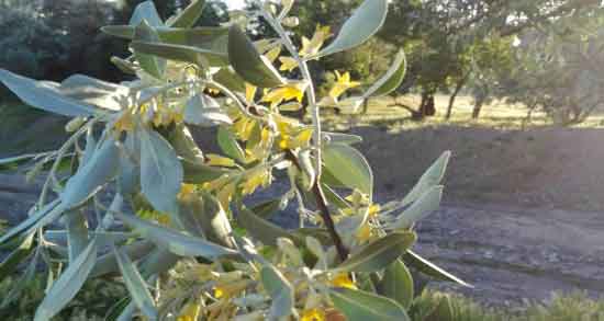 دمنوش گل سنجد و دوقلوزایی و فواید خوردن گل سنجد برای دوقلوزایی دمنوش گل سنجد و دوقلوزایی ؛ فواید خوردن گل سنجد برای دوقلوزایی