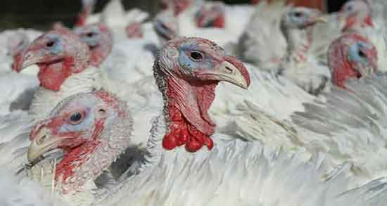 رنگ گوشت بوقلمون و مقایسه رنگ گوشت بوقلمون با گوشت قرمز رنگ گوشت بوقلمون ؛ مقایسه رنگ گوشت بوقلمون با گوشت قرمز