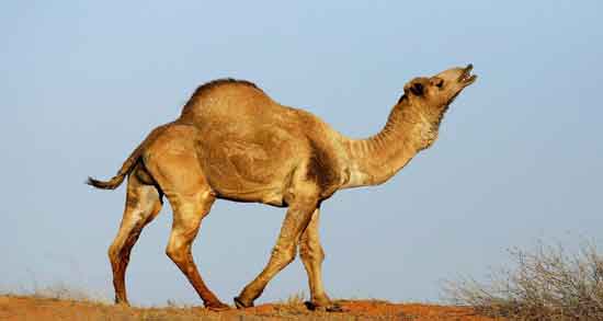 روایت ادرار شتر ؛ خاصیت درمانی مصرف ادرار شتر در روایات روایت ادرار شتر ؛ خاصیت درمانی مصرف ادرار شتر در روایات