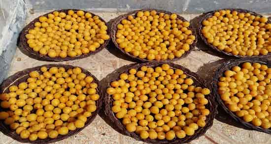 روش خشک کردن آلو قطره طلا و نحوه صحیح خشک کردن آلو قطره طلا روش خشک کردن آلو قطره طلا ؛ نحوه صحیح خشک کردن آلو قطره طلا