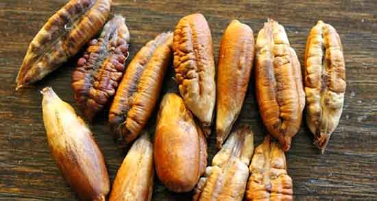 روش گرفتن روغن هسته خرما و طرز تهیه روغن هسته خرما در منزل روش گرفتن روغن هسته خرما ؛ طرز تهیه روغن هسته خرما در منزل